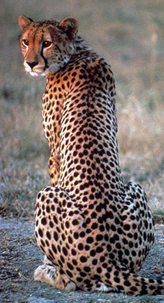 African Adventures cheetah