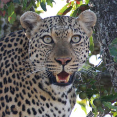 African Adventures cheetah