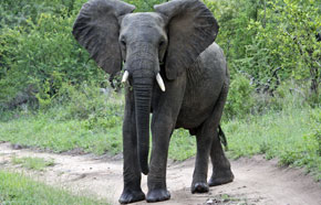 Bull elephant