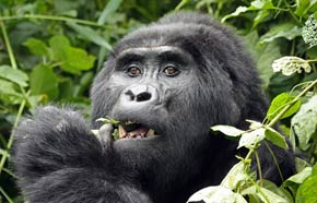 Silverback Gorilla