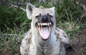 Hyena