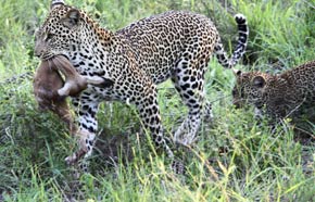 Leopard and cubs
