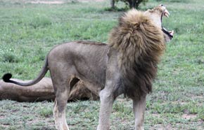 Lion yawn